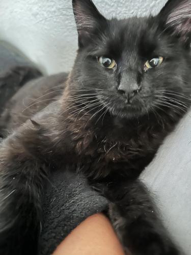 Lost Male Cat last seen Lakemead, Tenaya. St Lucia apmts , Las Vegas, NV 89128
