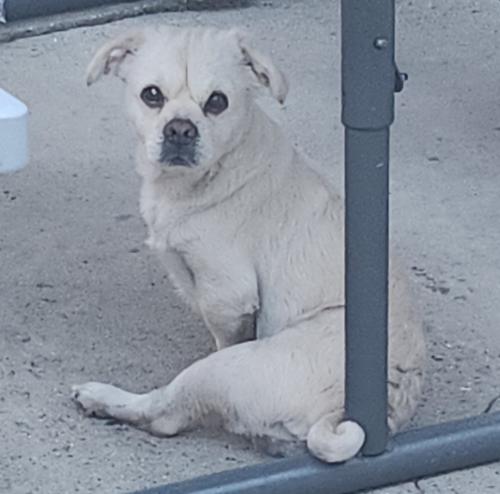 Lost Male Dog last seen 106st and Avalon, Los Angeles, CA 90003
