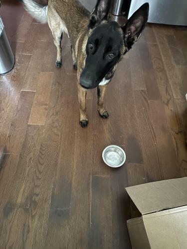 Found/Stray Male Dog last seen Meadowbrook Drive and McGee , Fort Worth, TX 76112
