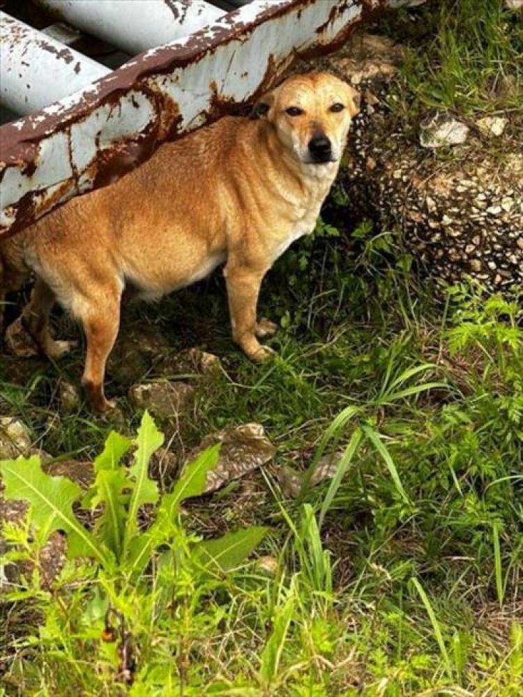Shelter Stray Female Dog last seen Near BLOCK HERGOTZ LN, Austin, TX 78702