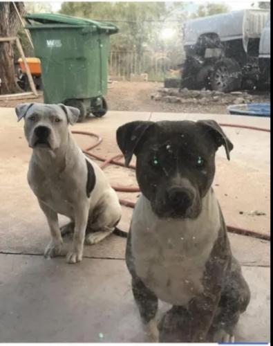 Lost Unknown Dog last seen 36th & la cholla , Tucson, AZ 85713