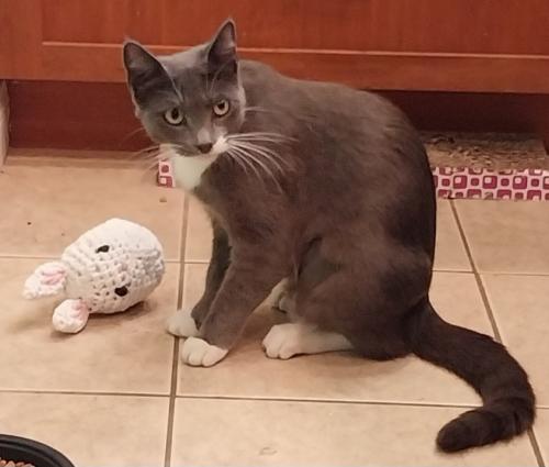 Lost Female Cat last seen Off Palo Verde, between South St and Candlewood, Lakewood, CA 90713