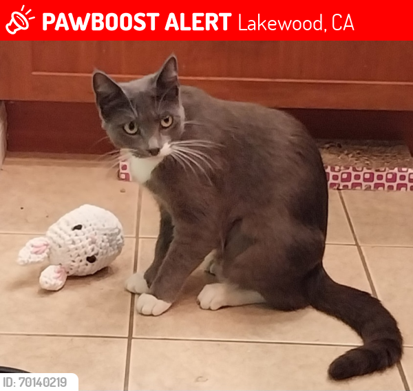 Lost Female Cat last seen Off Palo Verde, between South St and Candlewood, Lakewood, CA 90713