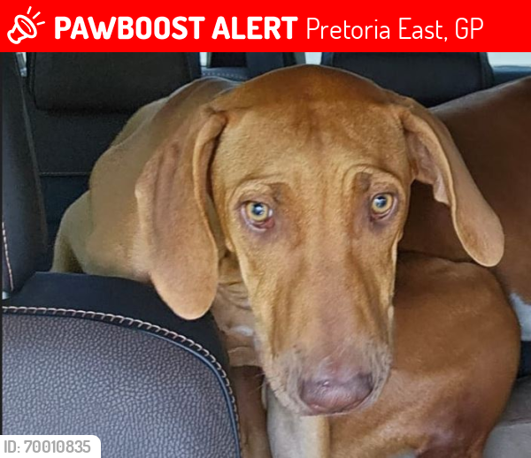 Lost Female Dog last seen Zwavelpoort / Olympus, Pretoria East, GP 0081