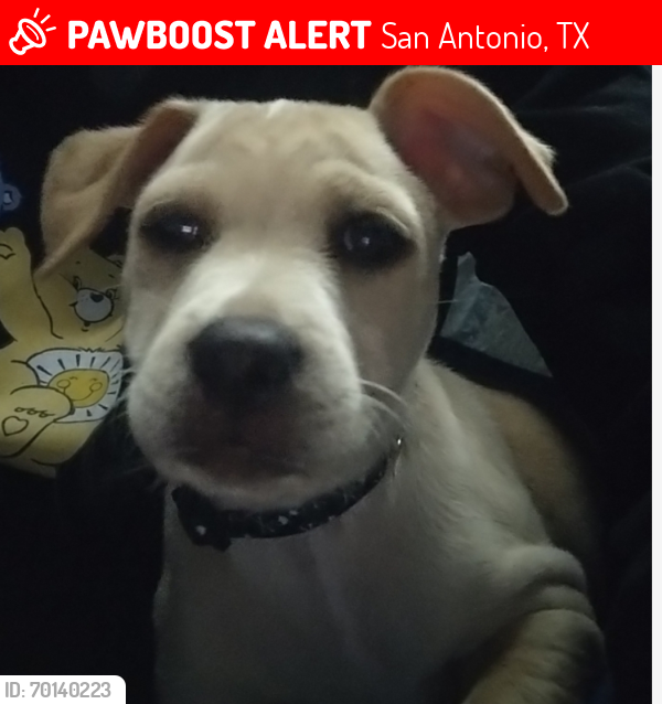 Lost Male Dog last seen Huebener and Eckhert Rd. CVS, San Antonio, TX 78240