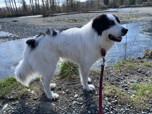 Lost Male Dog last seen In swampy area Southwest of intersection, Cottage Lake, WA 98052