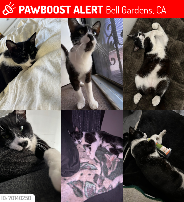 Lost Male Cat last seen Near Eastern AveBell Gardens, CA  90201 United States, Bell Gardens, CA 90201