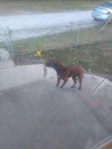 Lost Female Dog last seen Washington st and highschool rd Indianapolis Indiana 46241, Indianapolis, IN 46201
