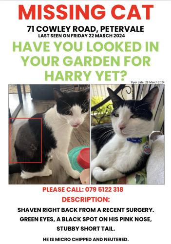 Lost Male Cat last seen Cambridge Road, Frans Hals Street, 12th Avenue , Sandton, GP 2191