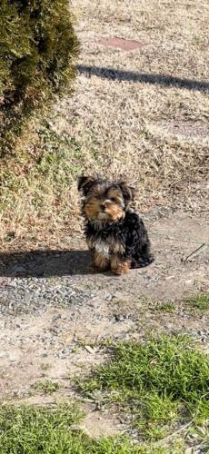 Lost Male Dog last seen S main st / Brentwood / Fairfield rd high point nc, High Point, NC 27263