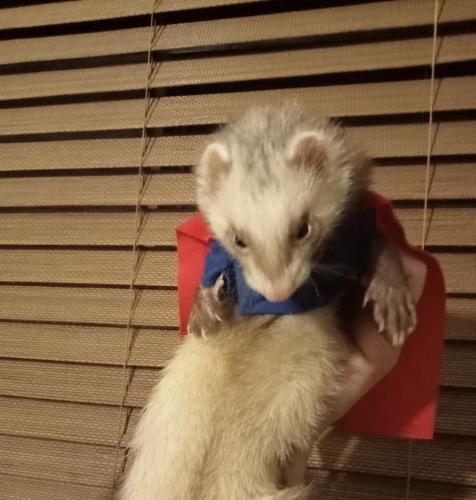 Lost Female Ferret last seen Gillespie Rd  and tollhouse Rd Kings park 3021, Kings Park, VIC 3021