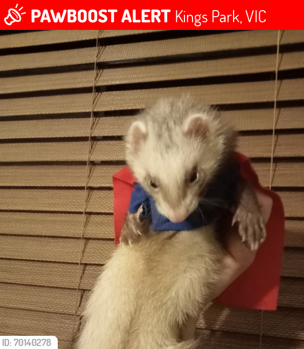Lost Female Ferret last seen Gillespie Rd  and tollhouse Rd Kings park 3021, Kings Park, VIC 3021