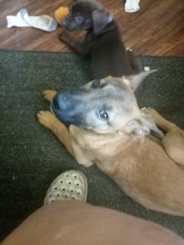 Lost Female Dog last seen Longvue Ave and chapel Creek rd , Fort Worth, TX 76108