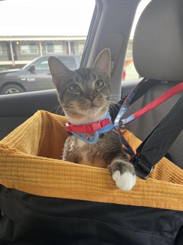 Lost Male Cat last seen Park Avenue and Newhall Street, San Jose, CA 95126