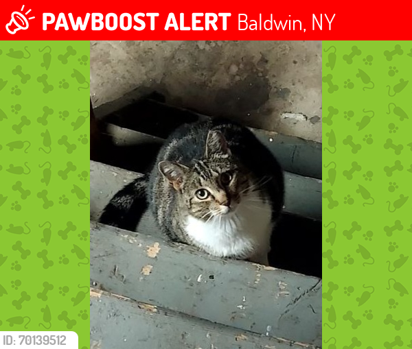 Lost Male Cat last seen Verity Lane, Pacific St, Baldwin, NY 11510