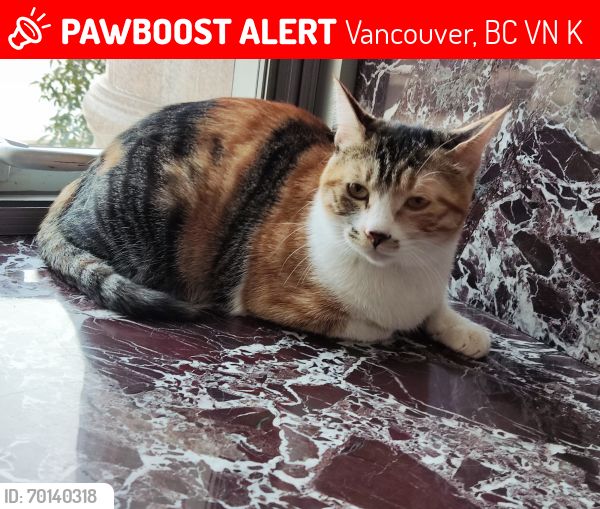 Lost Female Cat last seen Near west 34th av, Vancouver, BC V6N 2K2