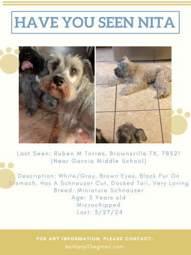 Lost Female Dog last seen Garcia Middle School area/Boost Mobile, Brownsville, TX 78521