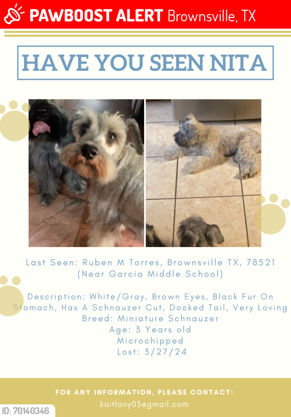 Lost Female Dog last seen Garcia Middle School area/Boost Mobile, Brownsville, TX 78521