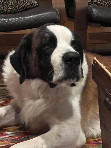 Lost Male Dog last seen CR 236 & CR 209, Florence, TX 76527