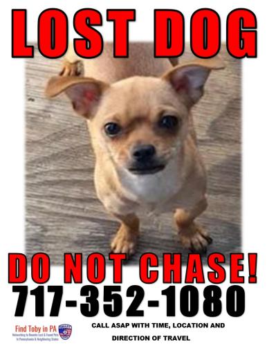 Lost Female Dog last seen By mcdonald's in highspire and middletown pa, Lower Swatara Township, PA 17057