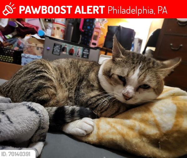 Lost Male Cat last seen Aramingo and Allegheny, Philadelphia, PA 19134