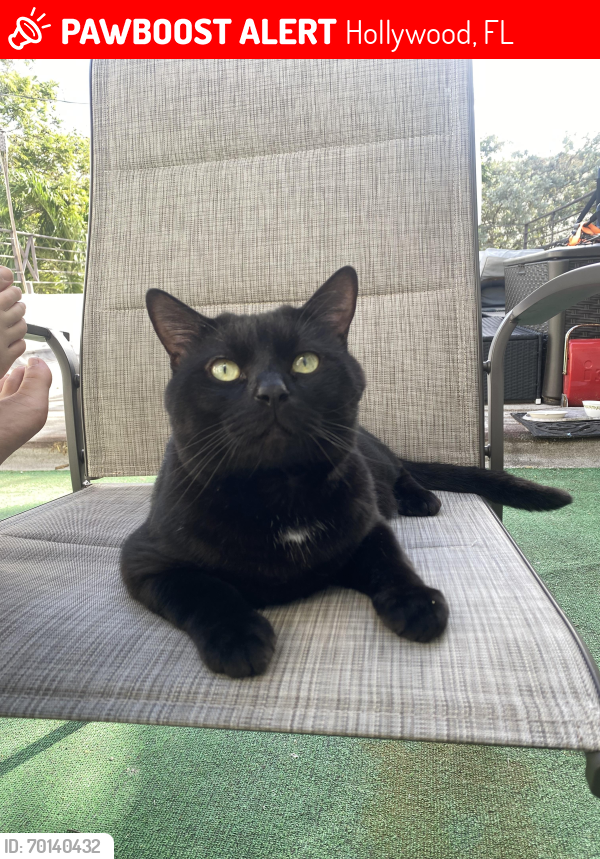 Lost Male Cat last seen Monroe st & 20th Ave (downtown Hollywood), Hollywood, FL 33020