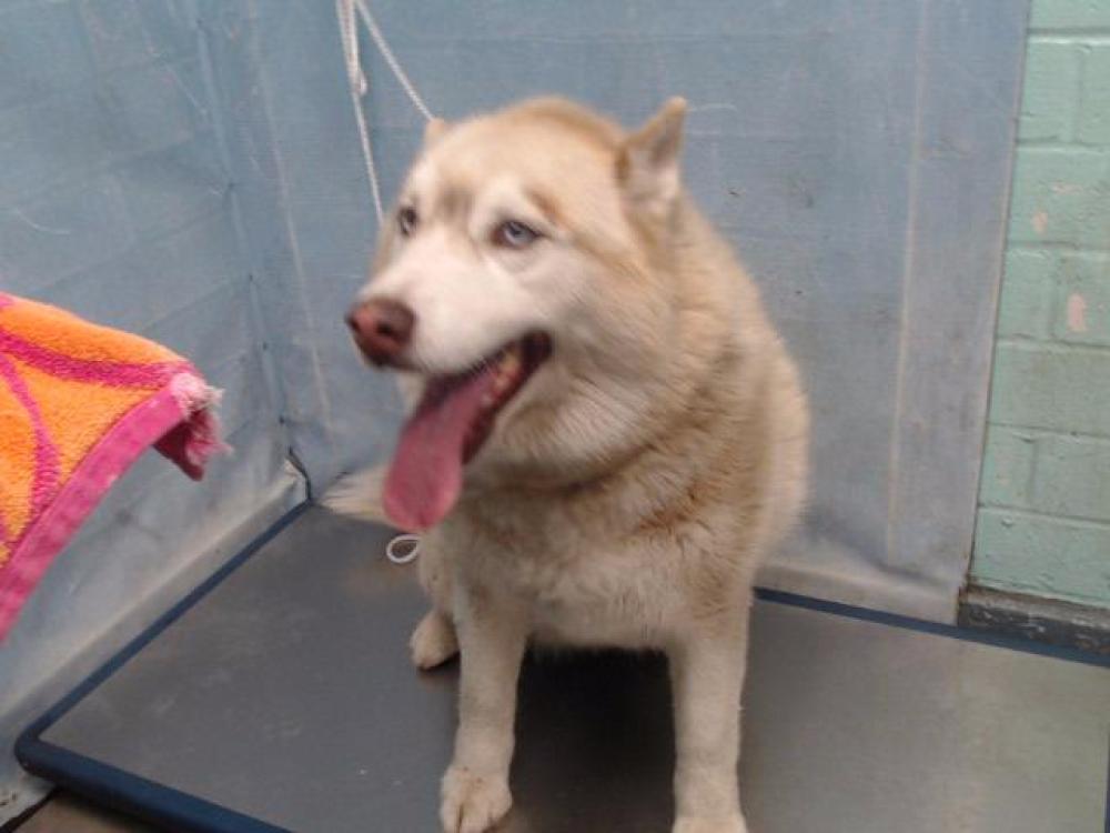 Shelter Stray Female Dog last seen , Gardena, CA 90248