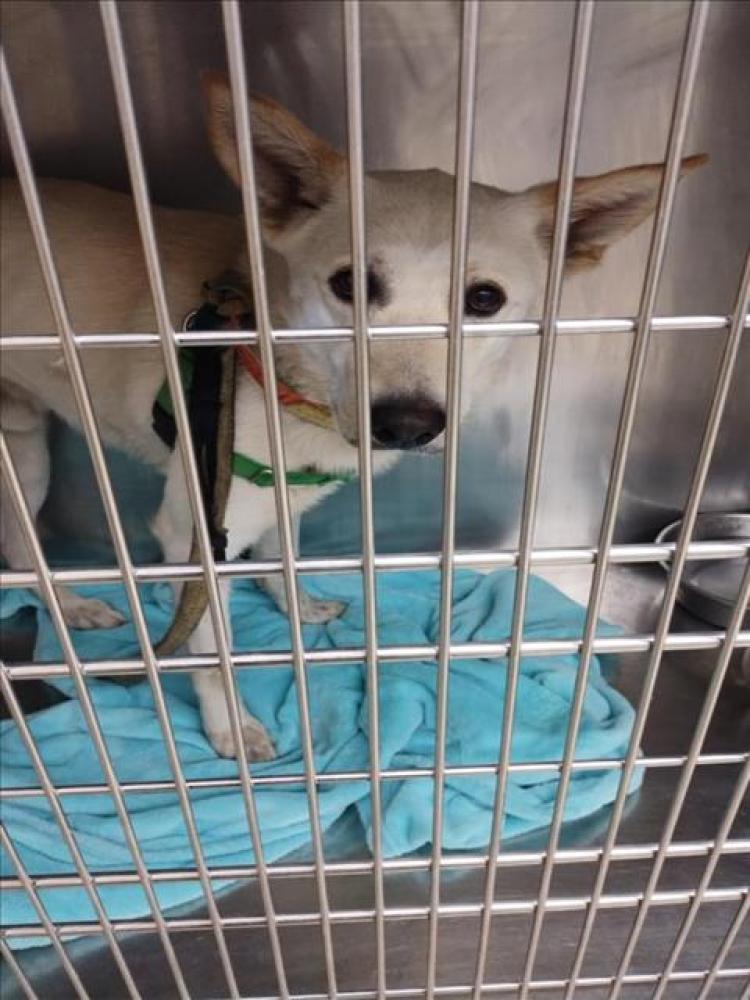 Shelter Stray Male Dog last seen Near BLOCK INTERCHANGE BLVD, Austin, TX 78702