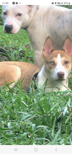 Lost Female Dog last seen  Sw 44th terr and Peter's rd, Fort Lauderdale, FL 33317