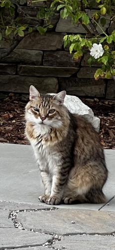 Lost Male Cat last seen Via El Sereno by Rocketship park, Torrance, CA 90505