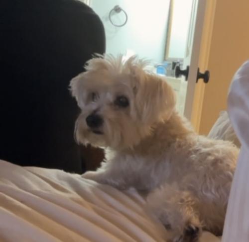 Lost Female Dog last seen Brown & Ascension at Vail apmts , Arlington, TX 76006