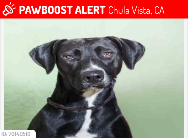 Lost Female Dog last seen Broadway Chula Vista , Chula Vista, CA 91911
