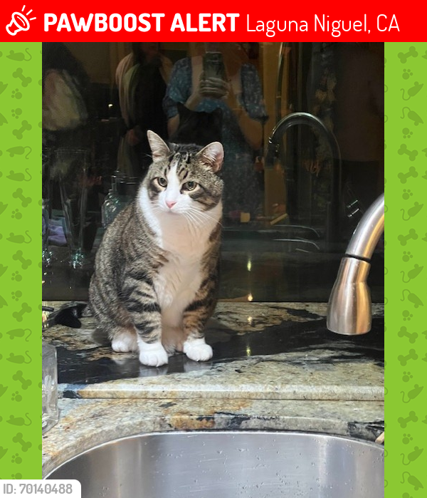 Lost Male Cat last seen Crown Valley pkwy and Green Field, Laguna Niguel, CA 92677