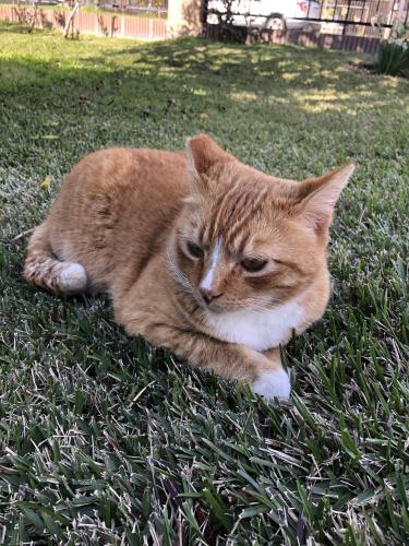 Lost Male Cat last seen Basye and Cogswell, El Monte, CA 91732
