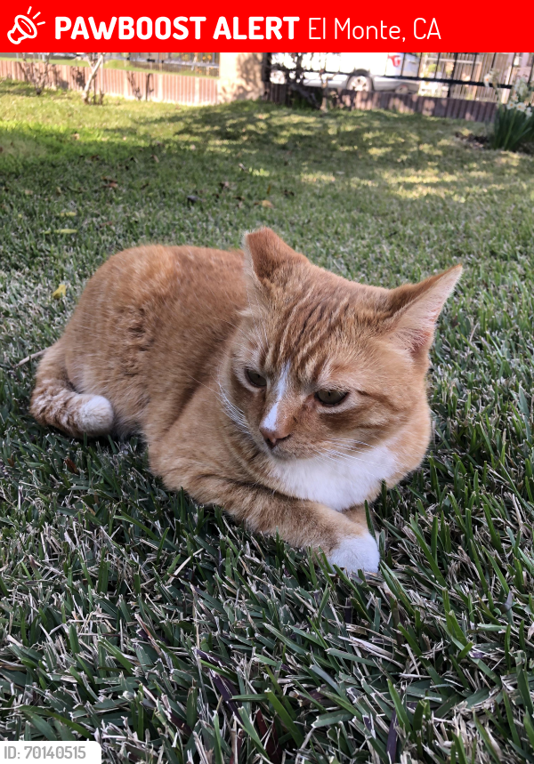 Lost Male Cat last seen Basye and Cogswell, El Monte, CA 91732