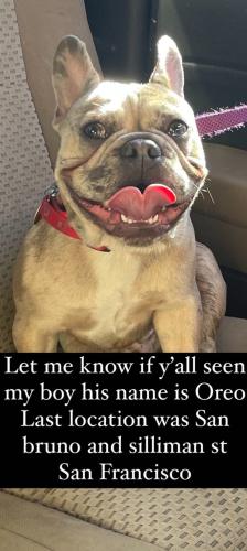Lost Male Dog last seen Silliman and san Bruno ave, San Francisco, CA 94134
