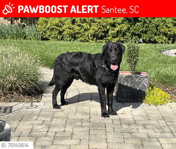 Lost Male Dog last seen Fairfield by marriot, santee , South Carolina , Santee, SC 29142