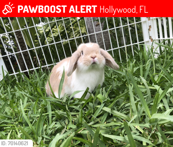 Lost Male Rabbit last seen Diplomat parkway, Hollywood, FL 33009