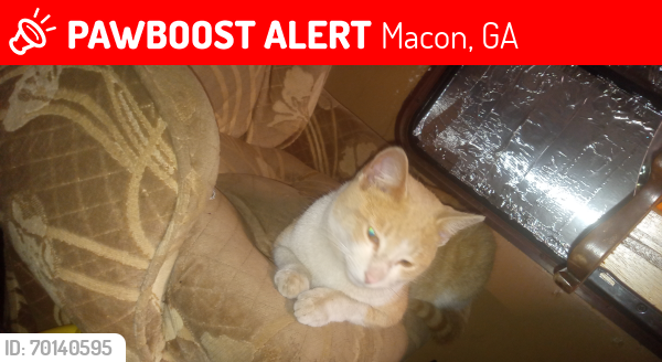 Lost Male Cat last seen Near Peirce Ave Macon Georgia 31204, Macon, GA 31204