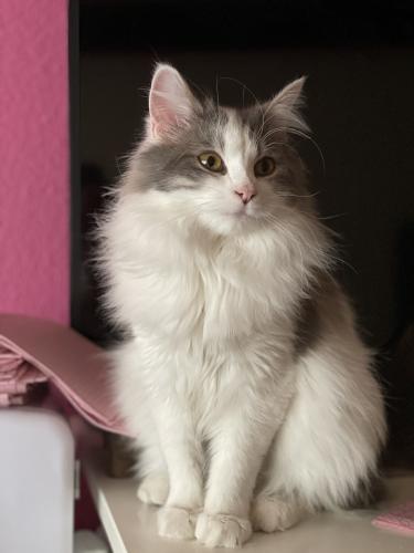 Lost Female Cat last seen Near West 103rd Dr, Westminster, CO 80021