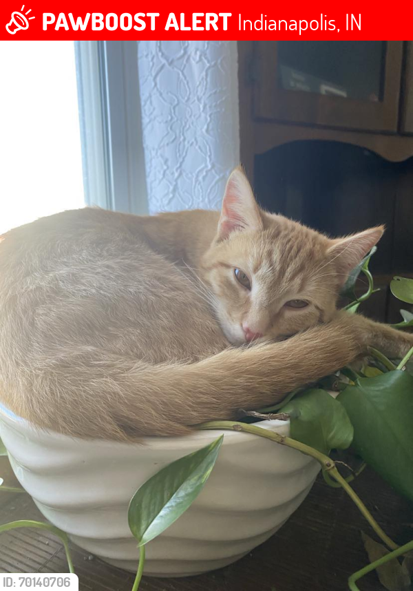 Lost Male Cat last seen Raymond st, Indianapolis, IN 46203