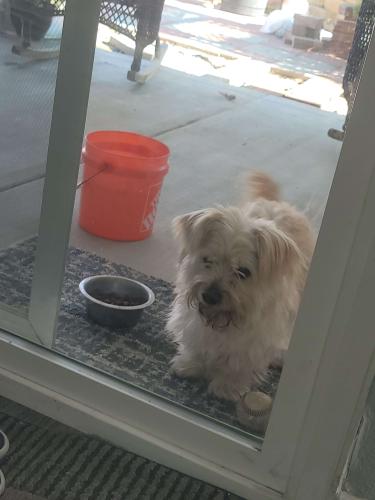 Lost Male Dog last seen Brentwood Park, Victorville, CA 92394
