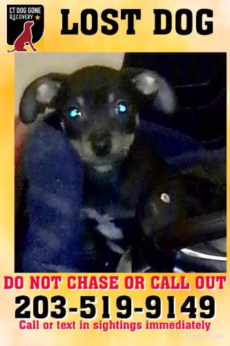 Lost Male Dog last seen Grove st / second ave, Waterbury, CT 06702