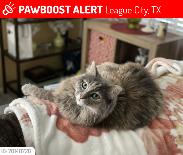 Lost Female Cat last seen Leafwood Cir League City, Tx 77573, League City, TX 77573