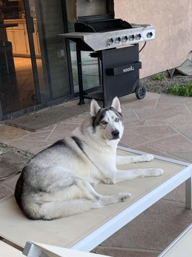 Lost Female Dog last seen Vista chino, cathedral city , Cathedral City, CA 92234