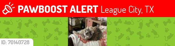Lost Female Cat last seen Near and Bay Area Blvd, League City, TX 77573