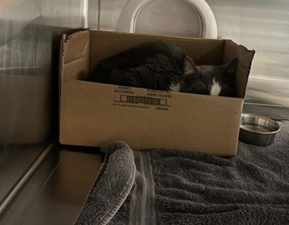 Shelter Stray Male Cat last seen Washington, DC 20020, Washington, DC 20011