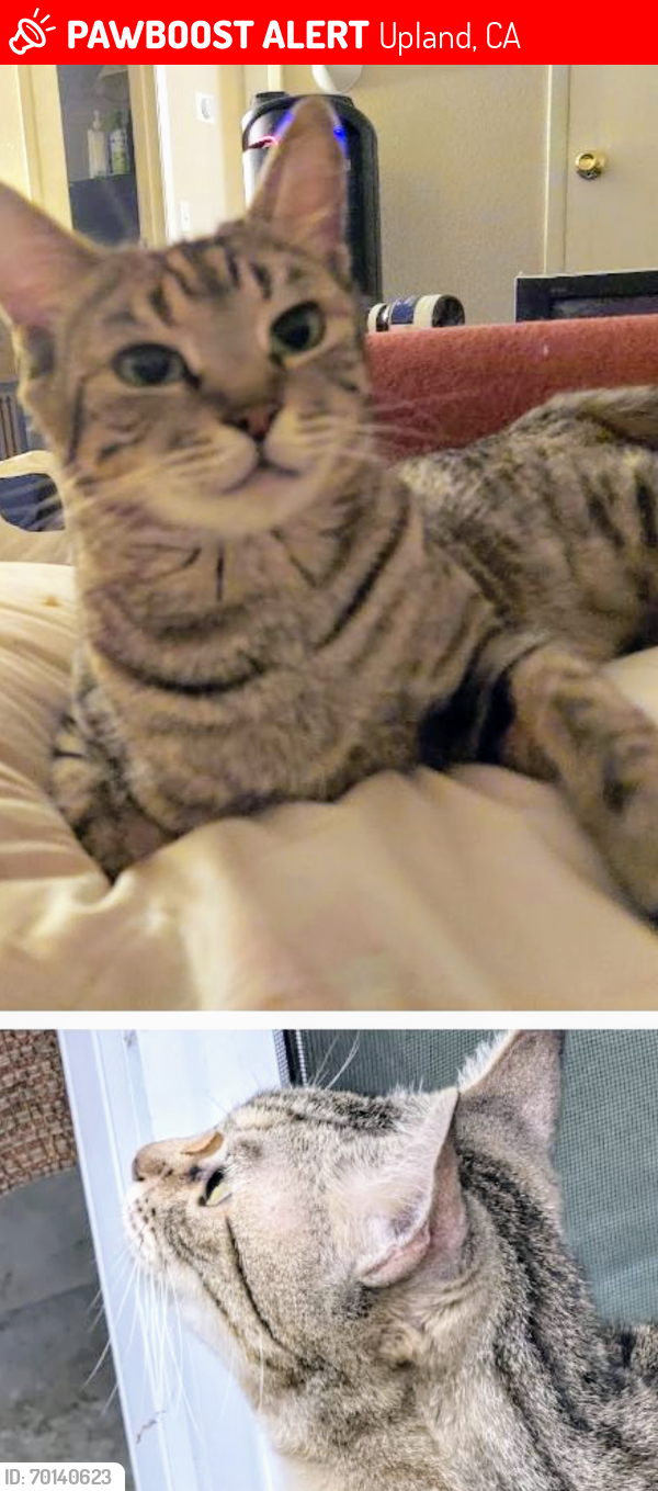 Lost Female Cat last seen Randy Street/Arrowhead Hwy and Mountain Ave, Upland, CA 91786