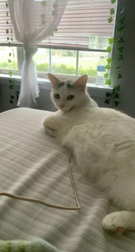 Lost Female Cat last seen apmts behind Gulfview Square Mall, Port Richey, FL 34668