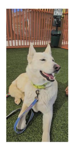 Lost Female Dog last seen Decatur and Bonanza , Las Vegas, NV 89107